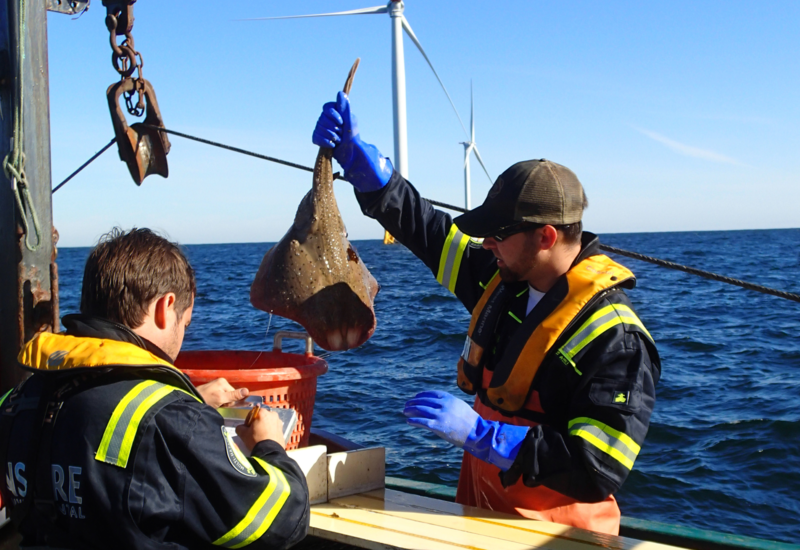 Innovating In Fisheries Surveys