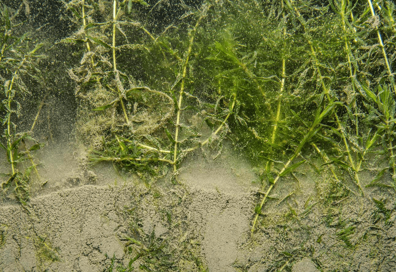 Refined Harbor Sediment Assessment