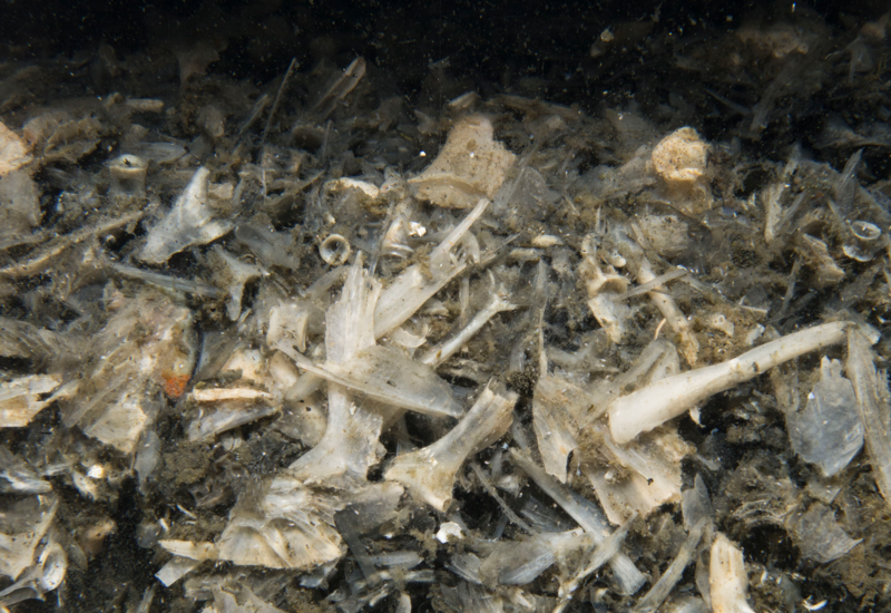 Mapping Seafood Waste Impacts
